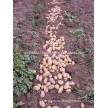 small potato 2017